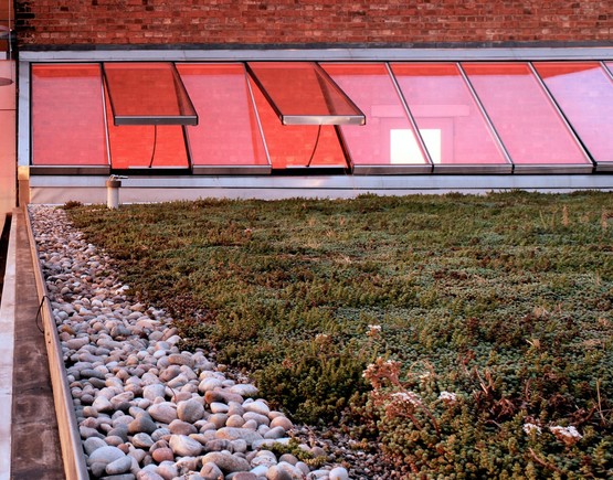 Sedum Roof at the Young Vic